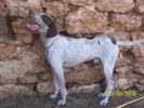 Nom du fichier=chien_d_arrêt.jpg
Taille du fichier=27Ko
Dimensions : 232x174
Ajouté le : 23 Septembre 2008 chien_d_arrêt.jpg