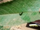 Nom du fichier=coccinelle_verte.jpg
Taille du fichier=20Ko
Dimensions : 250x188
Ajouté le : 12 Novembre 2008 coccinelle_verte.jpg