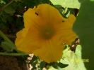 cucurbita_flower.jpg