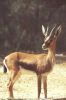 Nom du fichier=gazelle_du_sud.jpg
Taille du fichier=12Ko
Dimensions : 160x240
Ajouté le : 13 Septembre 2008 gazelle_du_sud.jpg