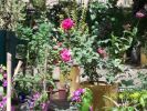 Nom du fichier=roses_et_bougain_glabra.jpg
Taille du fichier=55Ko
Dimensions : 307x230
Ajouté le : 03 Septembre 2008 roses_et_bougain_glabra.jpg