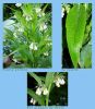 Plante-inconnue.jpg