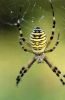 Nom du fichier=argiope_1.jpg
Taille du fichier=45Ko
Dimensions : 394x600
Ajouté le : 12 Février 2009 argiope_1.jpg