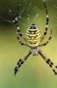 argiope_1.jpg