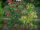 photinia1.jpg