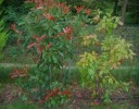 photinia3.jpg