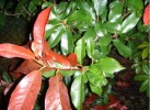 photinia4.jpg