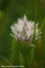 Nom du fichier=Allium_barsczewskii_albino_Affichage_Web_grand_format.jpg
Taille du fichier=78Ko
Dimensions : 428x640
Ajouté le : 09 Mars 2009 Allium_barsczewskii_albino_Affichage_Web_grand_format.jpg
