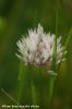 Allium_barsczewskii_albino_Affichage_Web_grand_format.jpg