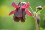 Nom du fichier=Aquilegia_atrovinosa_3_Affichage_Web_grand_format.jpg
Taille du fichier=83Ko
Dimensions : 638x427
Ajouté le : 09 Mars 2009 Aquilegia_atrovinosa_3_Affichage_Web_grand_format.jpg