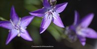 Campanula_lehmanniana_Affichage_Web_grand_format.jpg