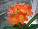 Clivia_Jan_2010.JPG