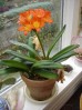 Clivia_Janv_2010_2.JPG