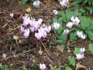 Nom du fichier=Cyclamens_10_09.JPG
Taille du fichier=52Ko
Dimensions : 448x336
Ajouté le : 09 Octobre 2009 Cyclamens_10_09.JPG