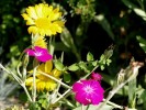 Nom du fichier=Jarloz-Gaillarde__Chloé_,_lychnis_coronaria.JPG
Taille du fichier=49Ko
Dimensions : 467x350
Ajouté le : 07 Juillet 2010 Jarloz-Gaillarde__Chloé_,_lychnis_coronaria.JPG