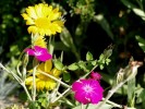 Jarloz-Gaillarde__Chloé_,_lychnis_coronaria.JPG