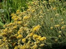 Jarloz-Helichrysum_italicum.JPG