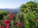 Jarloz-_Roses_trémières_et_achillea_filipendula.JPG