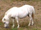 Nom du fichier=Jarloz_Bergeronnette_et_poney.JPG
Taille du fichier=64Ko
Dimensions : 503x378
Ajouté le : 04 Août 2009 Jarloz_Bergeronnette_et_poney.JPG