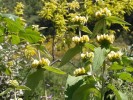 Jarloz_Phlomis_russeliana.JPG