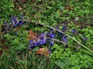 Nom du fichier=Jarloz__02_12_09_Salvia_pratensis.JPG
Taille du fichier=100Ko
Dimensions : 548x411
Ajouté le : 02 Décembre 2009 Jarloz__02_12_09_Salvia_pratensis.JPG
