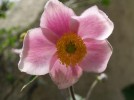 Nom du fichier=Jarloz__Anemone_x_hupehensis.JPG
Taille du fichier=40Ko
Dimensions : 646x481
Ajouté le : 23 Juillet 2009 Jarloz__Anemone_x_hupehensis.JPG