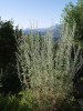 Jarloz__Artemisia_absinthium__absinthe.JPG