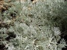 Jarloz__Artemisia_glacialis_=_génépi.jpg