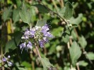 Nom du fichier=Jarloz__Caryopteris.JPG
Taille du fichier=69Ko
Dimensions : 621x466
Ajouté le : 13 Août 2009 Jarloz__Caryopteris.JPG