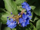 Nom du fichier=Jarloz__Ceratostigma_plumbaginoïdes.JPG
Taille du fichier=63Ko
Dimensions : 640x480
Ajouté le : 19 Août 2009 Jarloz__Ceratostigma_plumbaginoïdes.JPG