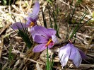 Nom du fichier=Jarloz__Crocus_sativus_-_safran.JPG
Taille du fichier=89Ko
Dimensions : 548x411
Ajouté le : 17 Octobre 2009 Jarloz__Crocus_sativus_-_safran.JPG