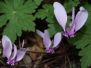 Nom du fichier=Jarloz__Cyclamen_de_Naples.JPG
Taille du fichier=44Ko
Dimensions : 483x363
Ajouté le : 01 Octobre 2009 Jarloz__Cyclamen_de_Naples.JPG