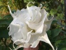 Nom du fichier=Jarloz__Datura-.JPG
Taille du fichier=65Ko
Dimensions : 657x493
Ajouté le : 01 Septembre 2009 Jarloz__Datura-.JPG