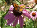 Nom du fichier=Jarloz__Echinacea,_papillon_x.JPG
Taille du fichier=70Ko
Dimensions : 689x517
Ajouté le : 20 Juillet 2009 Jarloz__Echinacea,_papillon_x.JPG