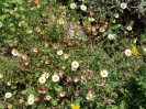 Nom du fichier=Jarloz__Erigeron_karvinskianus.JPG
Taille du fichier=109Ko
Dimensions : 548x411
Ajouté le : 18 Novembre 2009 Jarloz__Erigeron_karvinskianus.JPG