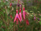 Jarloz__Fuchsia_magellanica_19_11_09.JPG