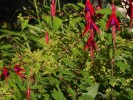 Jarloz__Fuchsia_magellanica__Riccartonii__et_alchemilla_mollis.JPG