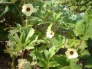 Nom du fichier=Jarloz__Gombos_=_okras.JPG
Taille du fichier=83Ko
Dimensions : 584x438
Ajouté le : 25 Juillet 2009 Jarloz__Gombos_=_okras.JPG