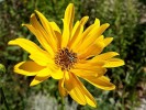 Nom du fichier=Jarloz__Helianthus-.JPG
Taille du fichier=88Ko
Dimensions : 657x493
Ajouté le : 01 Septembre 2009 Jarloz__Helianthus-.JPG