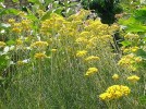 Jarloz__Helichrysum_italicum_-__Plante_curry_.JPG