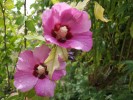Nom du fichier=Jarloz__Hibiscus_syriacus.JPG
Taille du fichier=71Ko
Dimensions : 695x520
Ajouté le : 23 Juillet 2009 Jarloz__Hibiscus_syriacus.JPG