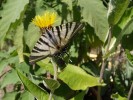 Nom du fichier=Jarloz__Inula_helenium.JPG
Taille du fichier=68Ko
Dimensions : 694x520
Ajouté le : 20 Juillet 2009 Jarloz__Inula_helenium.JPG