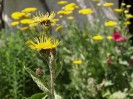 Jarloz__Inula_helenium_-_Grande_aunée.JPG