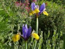 Nom du fichier=Jarloz__Iris_de_Hollande.JPG
Taille du fichier=112Ko
Dimensions : 621x466
Ajouté le : 21 Mai 2009 Jarloz__Iris_de_Hollande.JPG