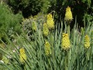 Nom du fichier=Jarloz__Kniphofia.JPG
Taille du fichier=116Ko
Dimensions : 657x493
Ajouté le : 20 Juin 2009 Jarloz__Kniphofia.JPG