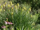 Nom du fichier=Jarloz__Kniphofia~0.JPG
Taille du fichier=115Ko
Dimensions : 619x464
Ajouté le : 21 Juin 2009 Jarloz__Kniphofia~0.JPG