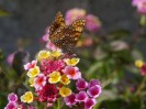 Jarloz__Lantana,_papillon.JPG