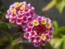 Nom du fichier=Jarloz__Lantana_camara.JPG
Taille du fichier=79Ko
Dimensions : 692x517
Ajouté le : 20 Juillet 2009 Jarloz__Lantana_camara.JPG