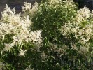Nom du fichier=Jarloz__Ligustrum_japonicum__Troëne_du_Japon.JPG
Taille du fichier=130Ko
Dimensions : 621x466
Ajouté le : 24 Juillet 2009 Jarloz__Ligustrum_japonicum__Troëne_du_Japon.JPG