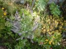 Nom du fichier=Jarloz__Nepeta,_sedum.JPG
Taille du fichier=106Ko
Dimensions : 615x461
Ajouté le : 20 Avril 2009 Jarloz__Nepeta,_sedum.JPG